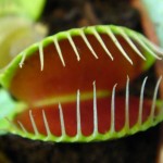 venus-flytrap-kyrie